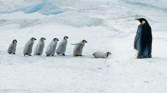 Chicks Penguins HD Wallpaper Stream