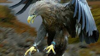 Explore The Collection Birds Eagles Eagle