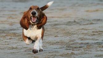 Basset Hound 8k Wallpaper 4k 5k