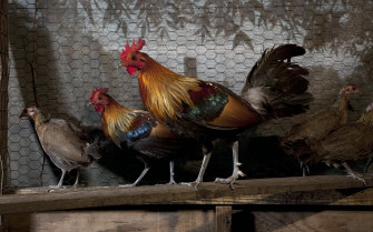 Chicken Wallpaper HD