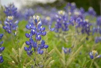 Sunrise Field Of Texas Wildflowers HD Walls Find Wallpaper
