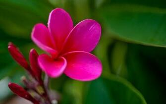 Wallpaper Collections Beautiful Flowers HD
