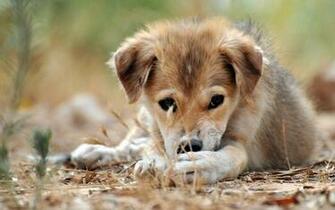 Puppy Dog Eyes Wallpaper And Image Pictures Photos