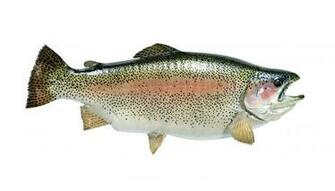 Bass Pro Shops Wildlife Creations Taxidermy Studio