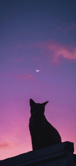 iPhone Cat Wallpaper July I Like Cats Very Much