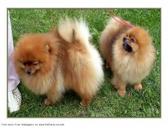 The Pomeranian Dog Desktop Wallpaper Pictures For Pc Mac