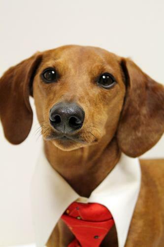 Christmas Dachshund In A Tie Wallpaper