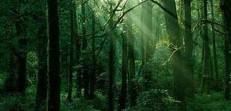 Guardian Of The Woods Press Allianz