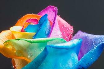 Rainbow Roses Multicoloredroses