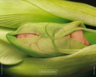 For Pin More Anne Geddes Christmas Wallpaper Desktop