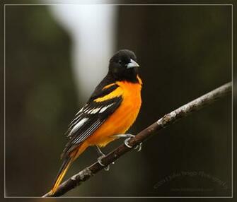 Baltimore Orioles Wallpaper Snap