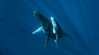 Related Pictures Wallpaper Above Is Humpback Whale HD In Car