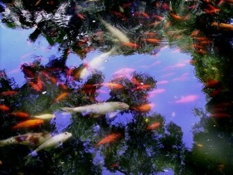 Koi Pond Reflections Wallpaper