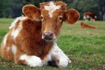Cute Cow Image HD Wallpaper Pretty
