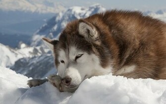 File Name Siberian Husky Wallpaper