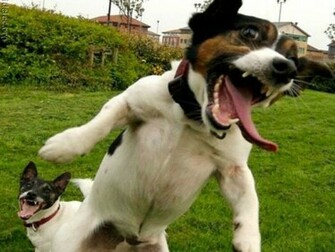 Crazy Dog The Wallpaper Full HD