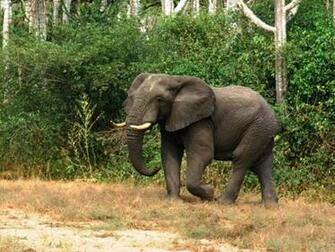 High Resolution Elephant Baby Wallpaper Elephants