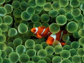 Clown Fish Wallpaper Enjoy For Your
