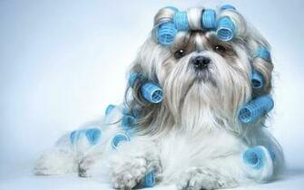 Animals Shih Tzu Dog Wallpaper