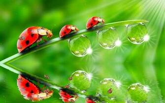 Ladybug Animated Wallpaper Screensaver Version The