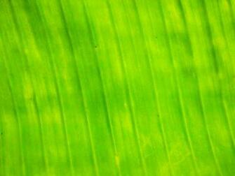 Banana Leaf Wallpaper And Image Pictures Photos
