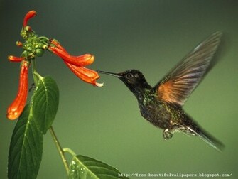 Beautiful Wallpaper Birds