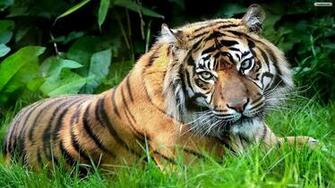 Youwall Siberian Tiger Wallpaper