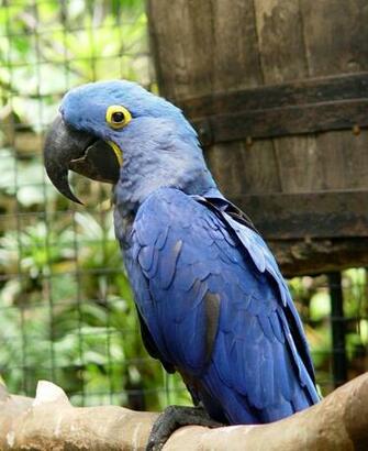 Hyacinth Macaw Parrot Jpg