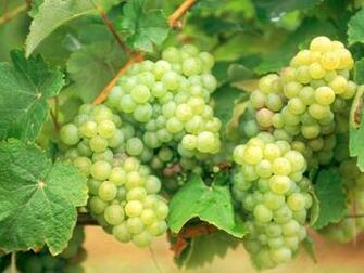 Grapes High Quality Wallpaper