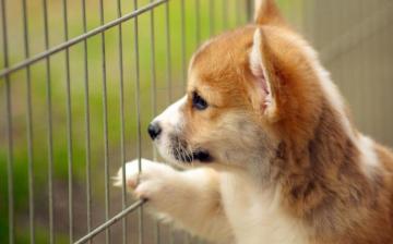 Computer Background Of Corgi Puppies Wallpaper Teahub Io