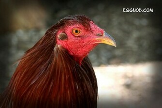 Rooster Wallpaper Jpg