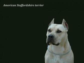 Best Amstaff Wallpaper