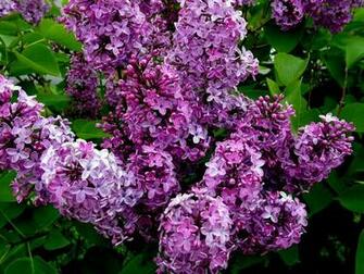 Bushes Lilacs Flowering Wallpaper