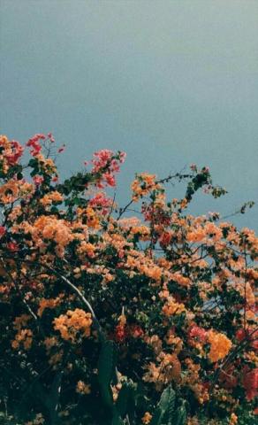 Dreamy Flower Film Day Dreamer Summer Days Desktop Wallpaper