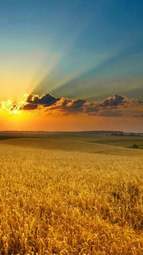 Summer Field Sunset iPhone Wallpaper Ipod HD