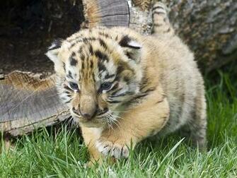 Baby White Tigers Wallpaper
