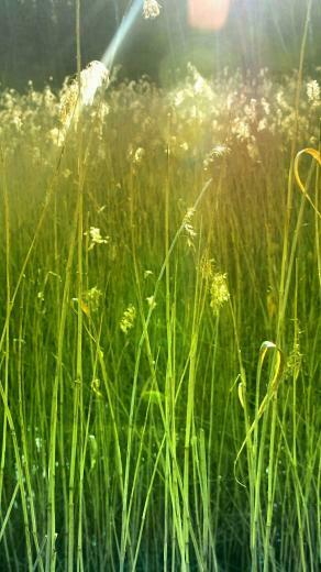HD Nature Farmer Moto Phone Wallpaper Mobile Background