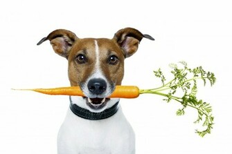 Jack Russell Terrier Wallpaper