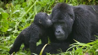 Gorilla HD Desktop Wallpaper Image Cool