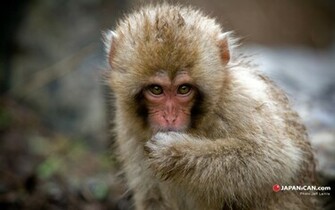 Monkey Autumn Wallpaper Jigokudani Nagano Image Desktop
