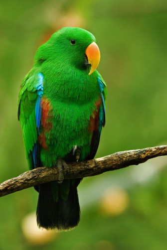 File Male Eclectus Parrot Jpg Wikipedia