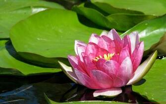Samsung Galaxy Note Wallpaper Screensavers And