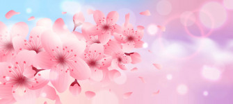 Pink Cherry Blossom Wallpaper