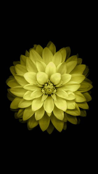 Flower Mobile Wallpaper