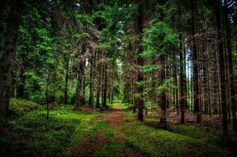 Pine Path Forest Tree Wallpaper
