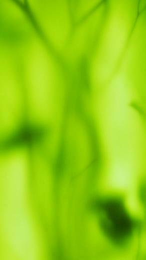 Green Colour Wallpaper For iPhone 3d