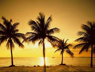 Wallpaper Palm Trees