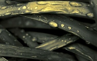Nature Tears Wallpaper