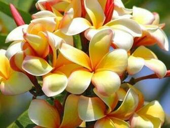 Exotic Flowers Wallpaper