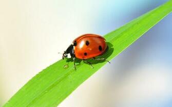 Cute Ladybug Wallpaper For Desktop